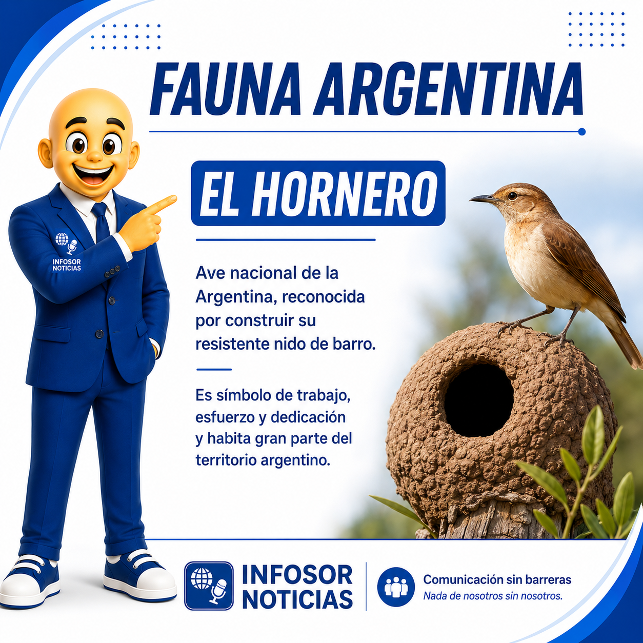 El hornero: el ave nacional que representa el trabajo y la perseverancia de los argentinos