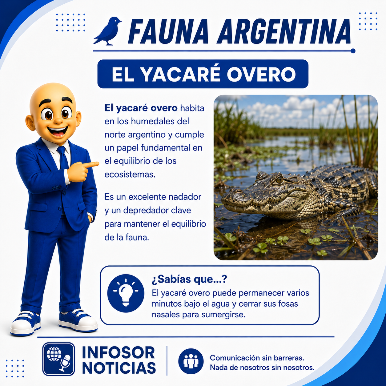Fauna Argentina: el yacaré overo, un habitante clave de nuestros humedales