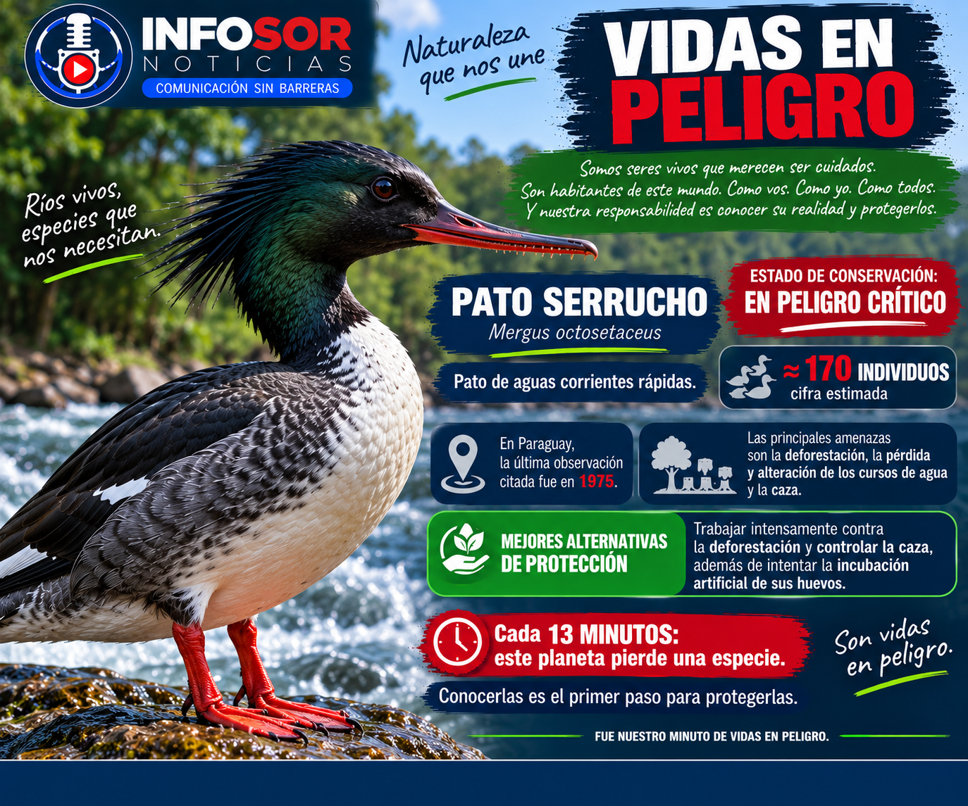 🦆 VIDAS EN PELIGRO: EL PATO SERRUCHO