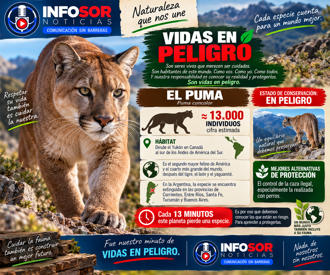 🐾 VIDAS EN PELIGRO: EL PUMA, UN DEPREDADOR CLAVE DE NUESTROS ECOSISTEMAS